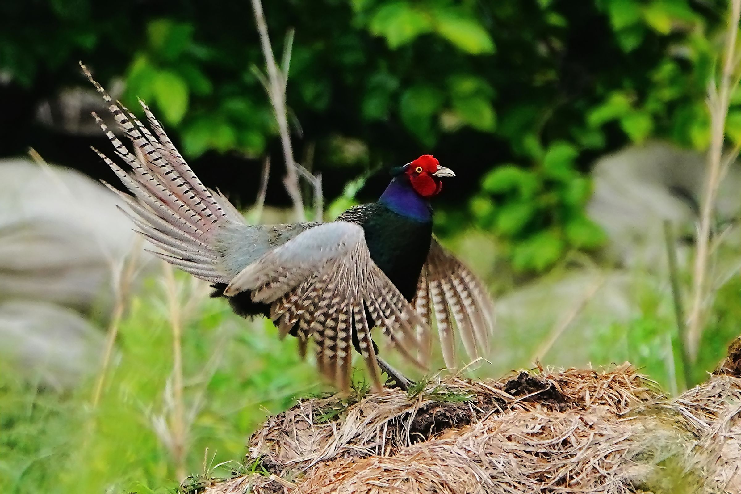 尾羽ピン！雉の母衣打ち | GANREF