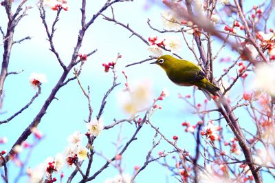 あっちが気になる | GANREF