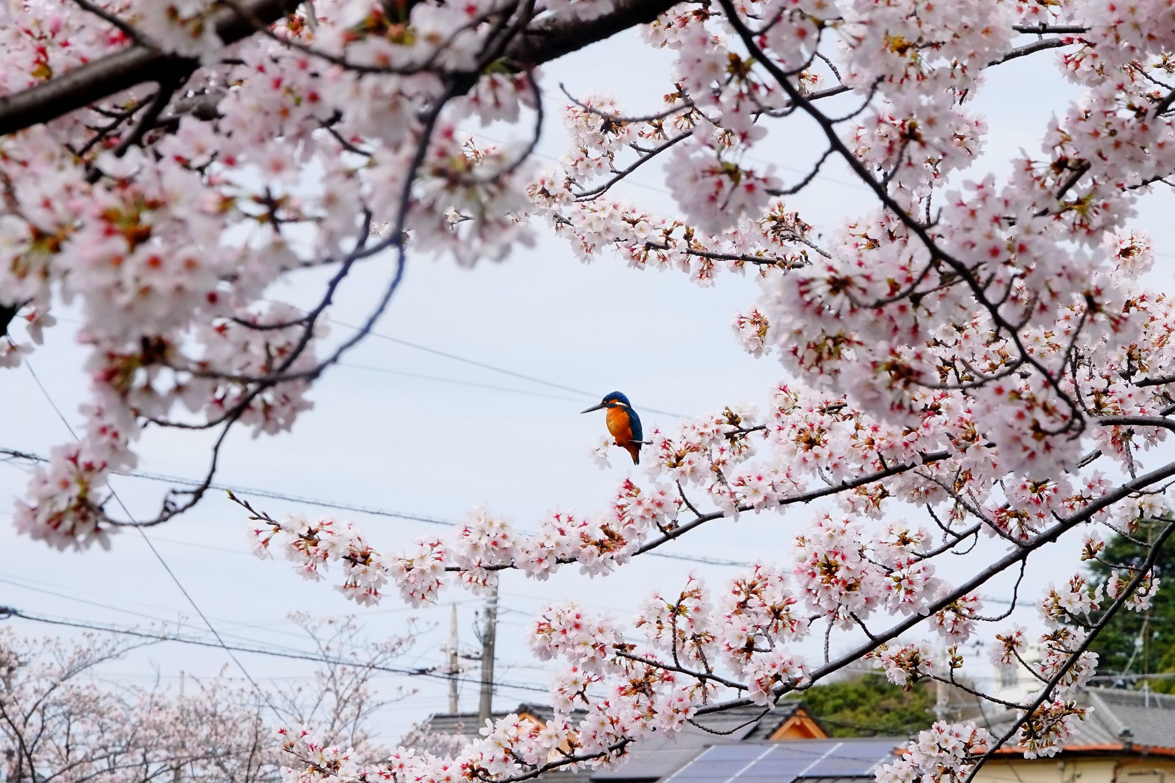 満開の桜に翡翠2 | GANREF