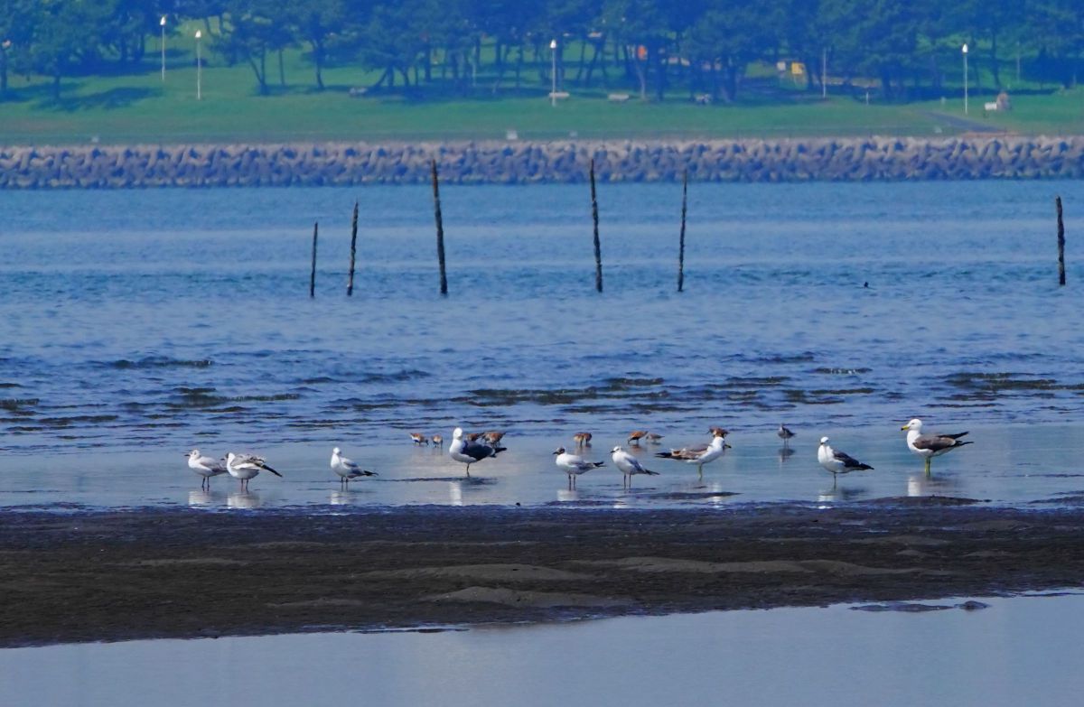 賑わう干潟 GANREF