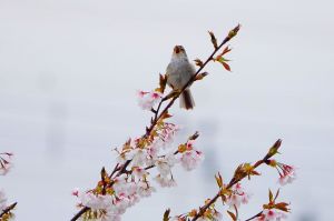 MDAwMDA2MzQ4MQ_MC4zODYwNDMwMCA