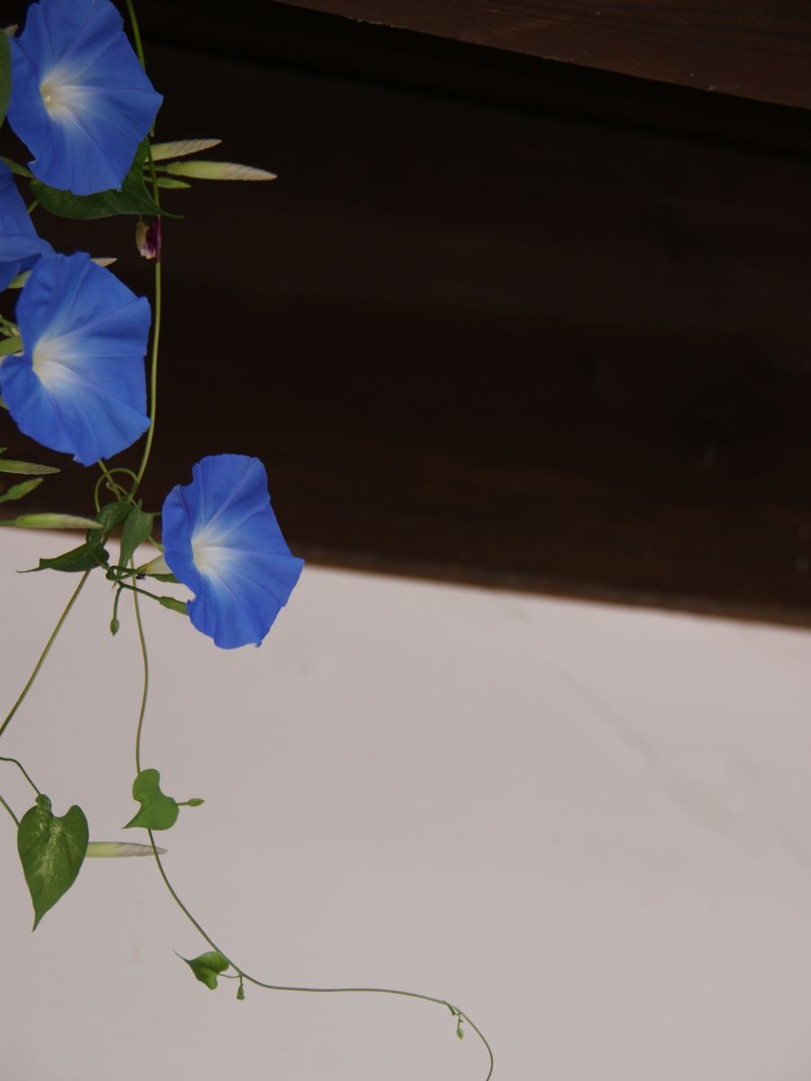 朝顔の君 植物 花 花びら Ganref 朝顔の君 植物 花 花びら Ganref