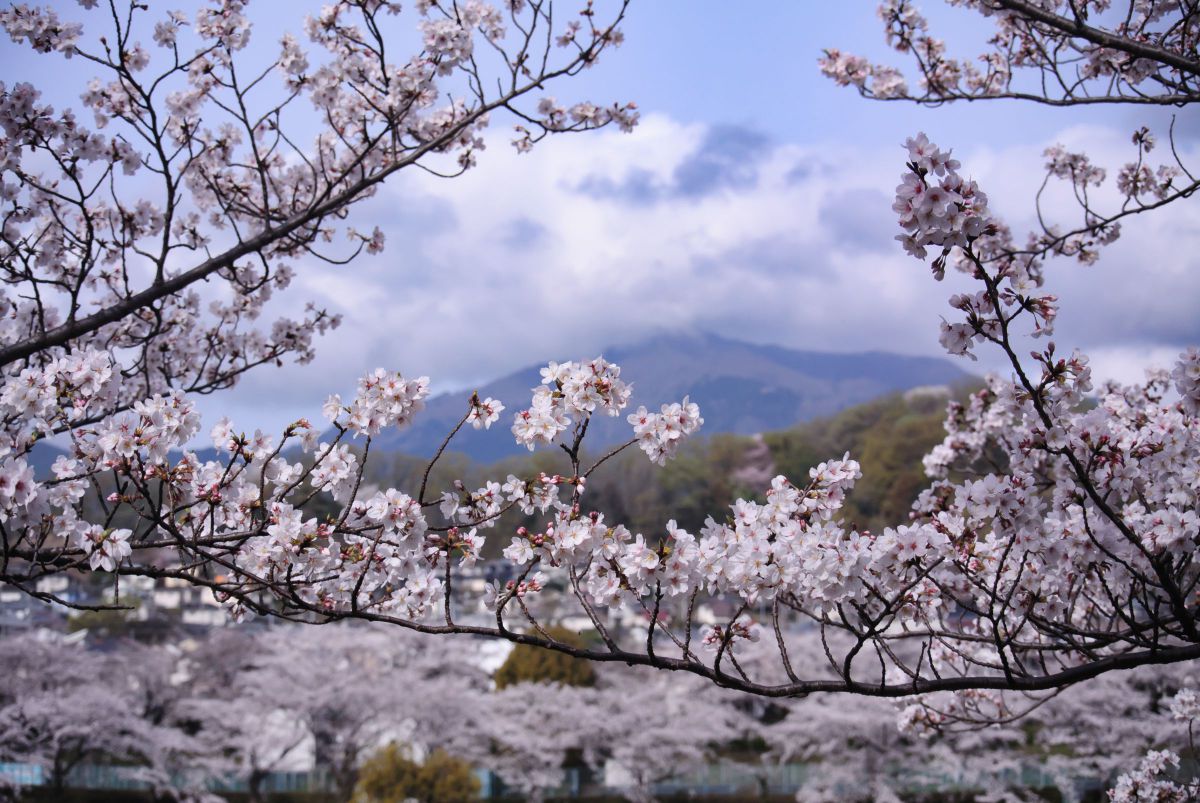 Nikon 1 V1で撮影された写真 | 写真検索 | GANREF