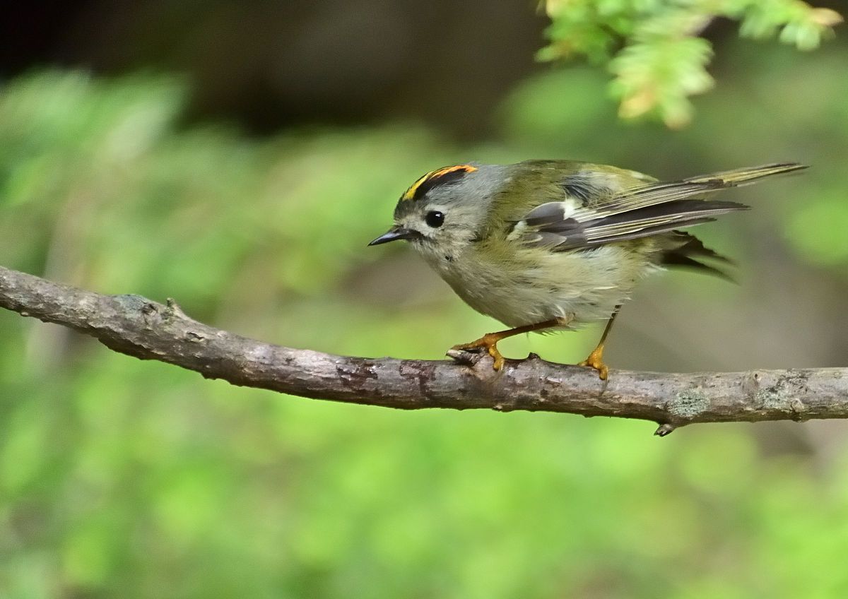 1 NIKKOR VR 30-110mm f/3.8-5.6で撮影された写真 | 写真検索 | GANREF