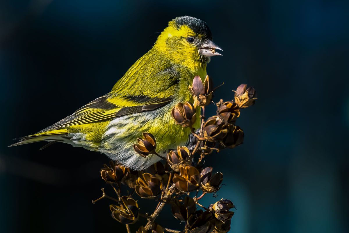 Nikon 1 V1で撮影された写真 | 写真検索 | GANREF