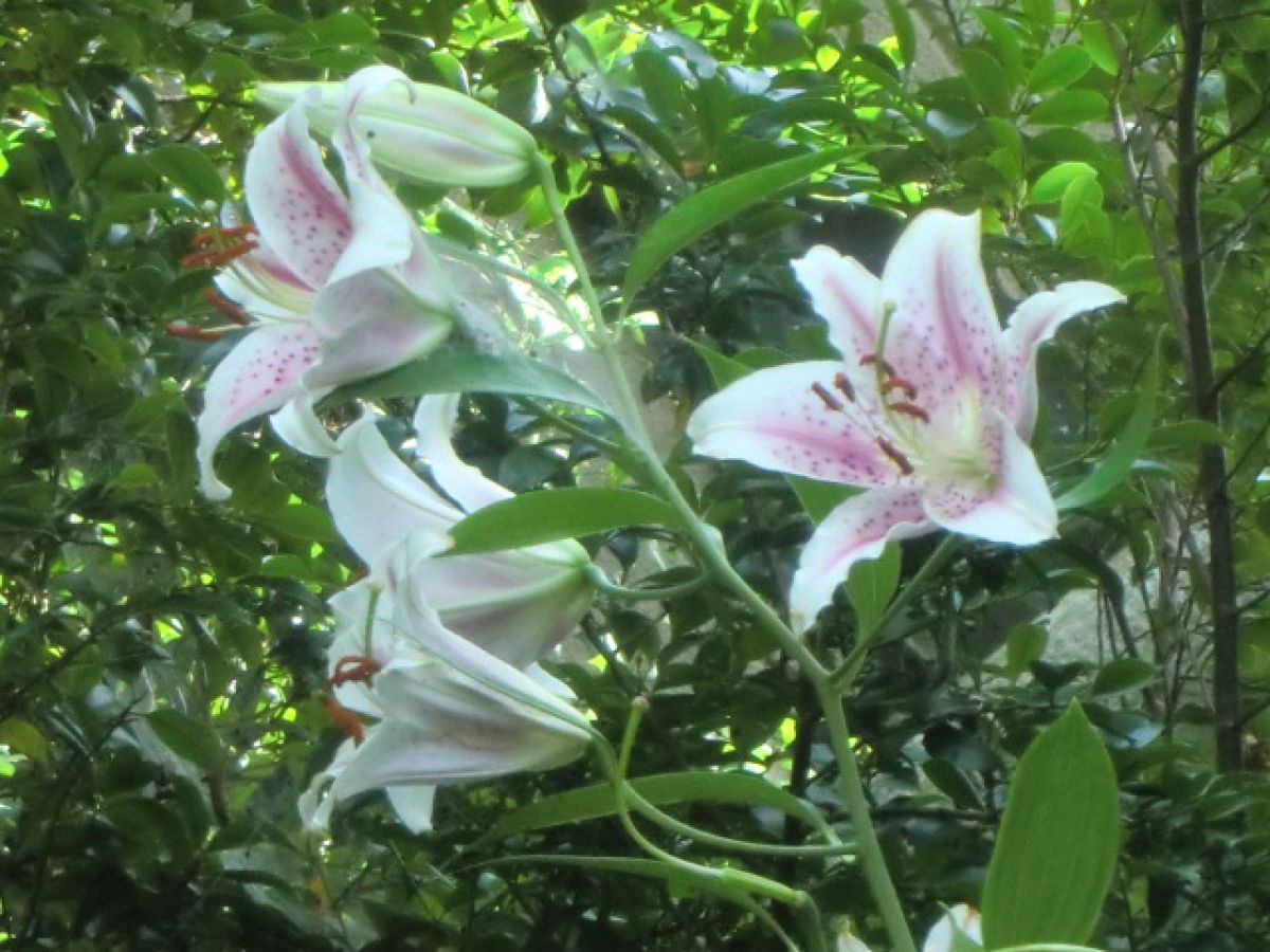 カサブランカ（？） GANREF