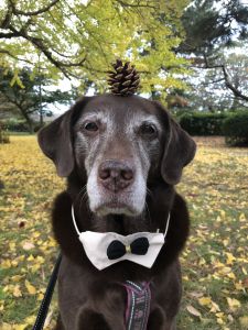 難易度d 松ぼっくり 動物 犬 Ganref