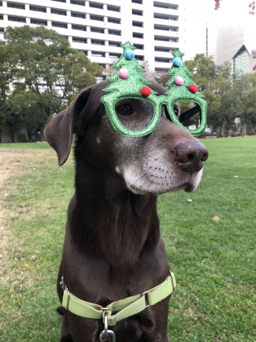 インテリ犬 動物 犬 Ganref