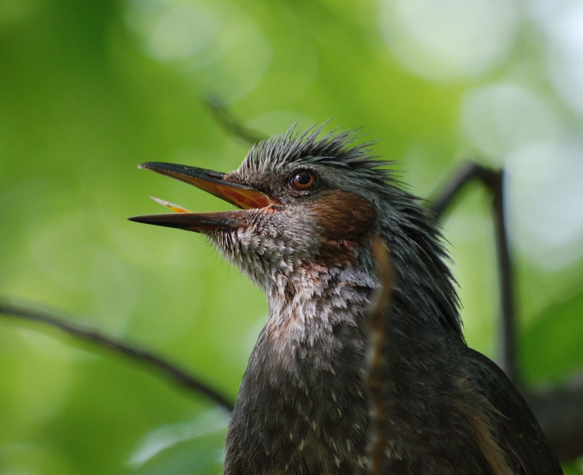 放心状態 動物 鳥類 Ganref