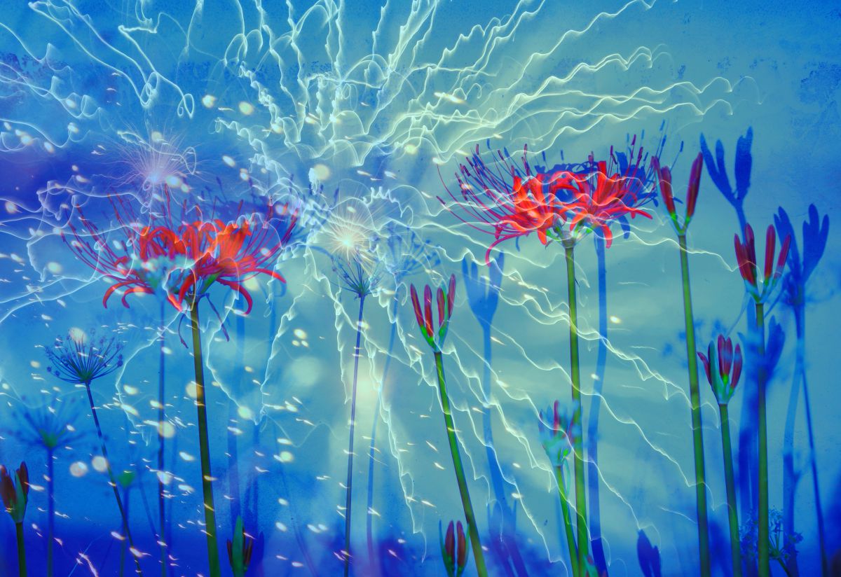 蒼き彼岸花 2 植物 花 花びら Ganref