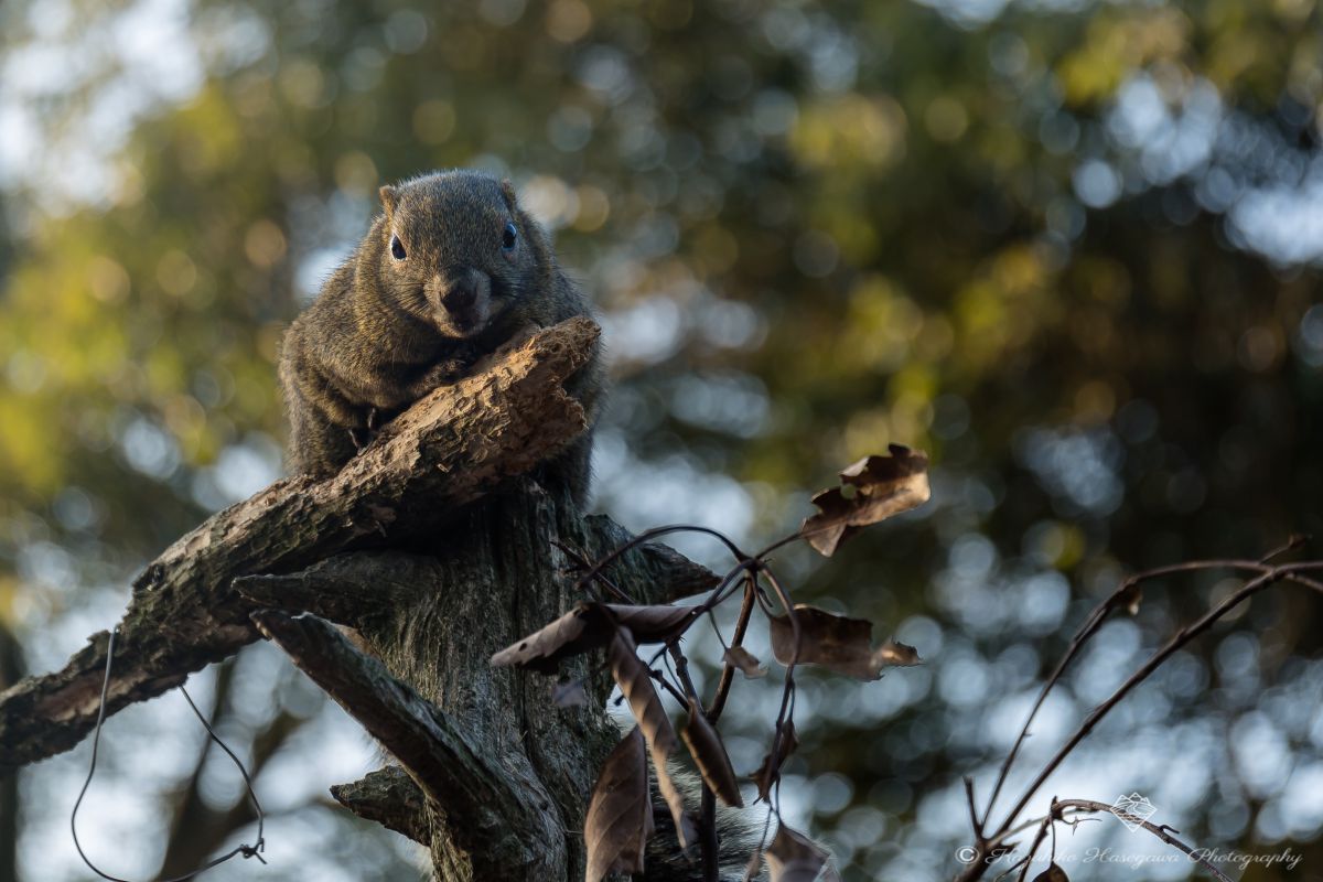 どんぐりまなこ 動物 小動物 Ganref