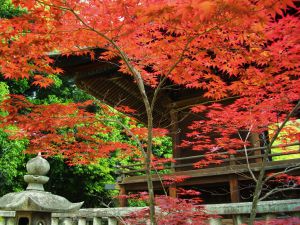 紅葉ページ インクライン 紅葉