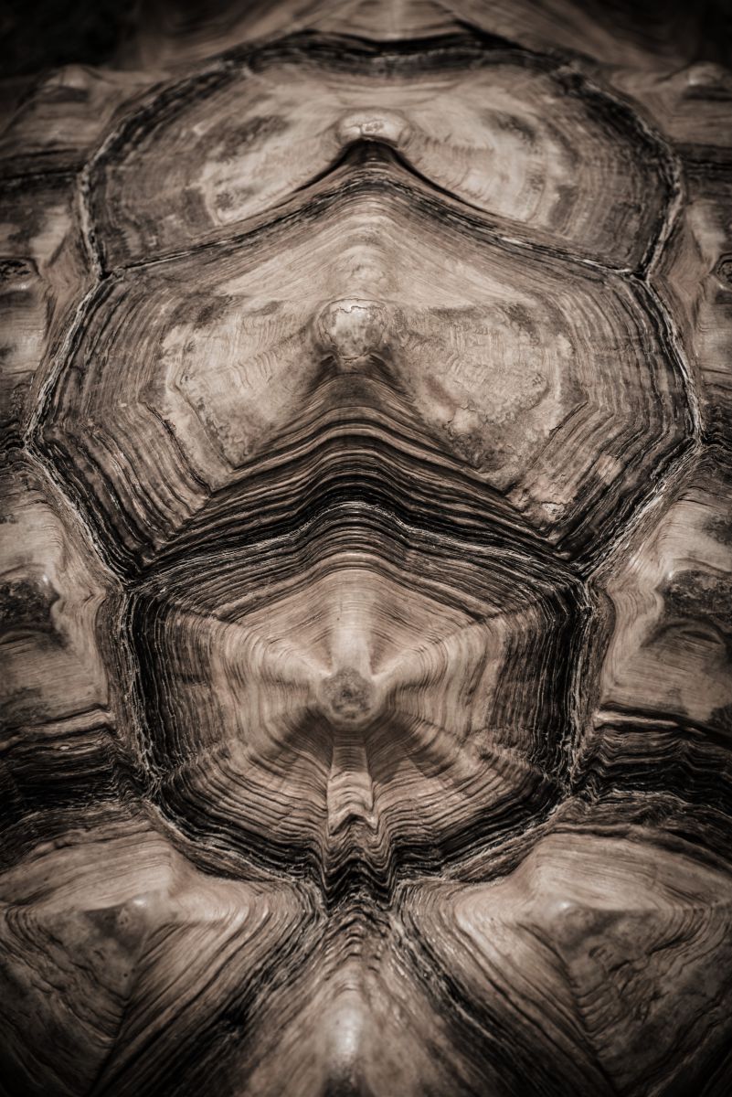 亀甲模様 動物 爬虫類 両生類 Ganref