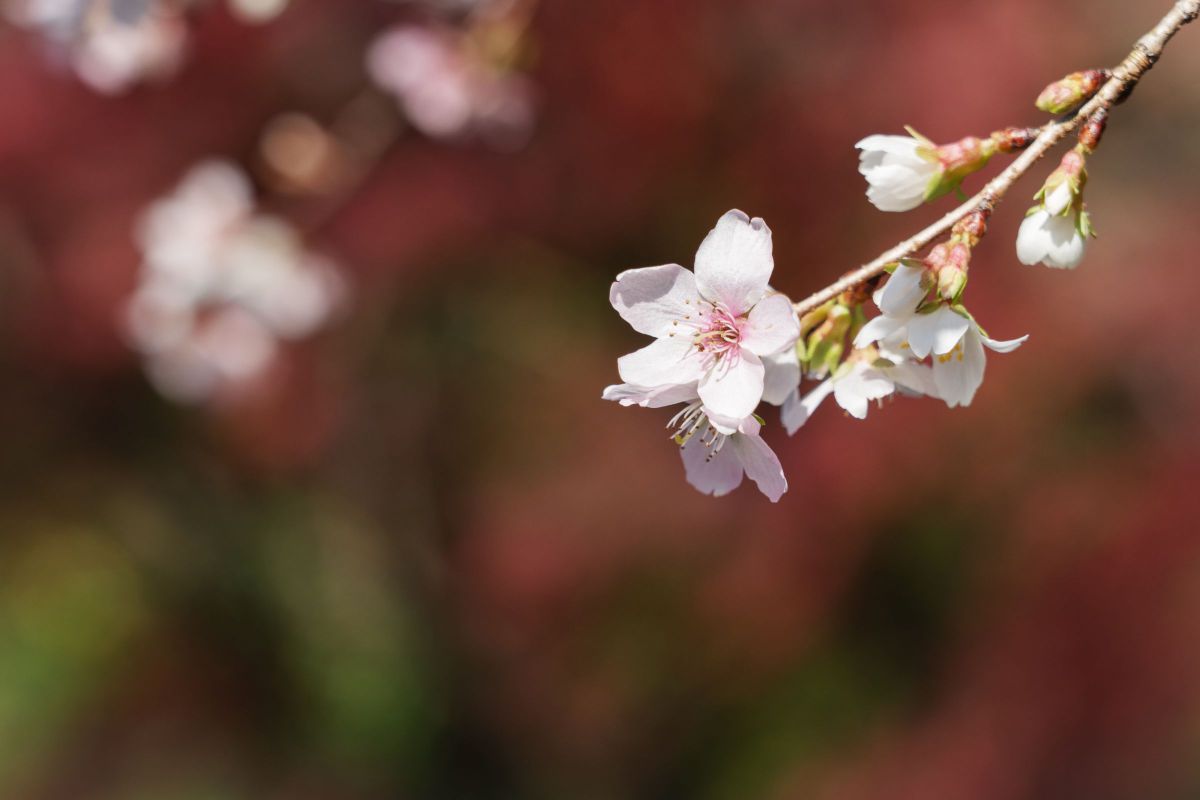 帰り花 _ 帰り花 季語 – NSTIXA