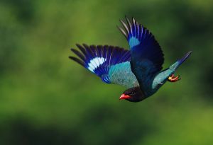 幸せの青い鳥 | GANREF