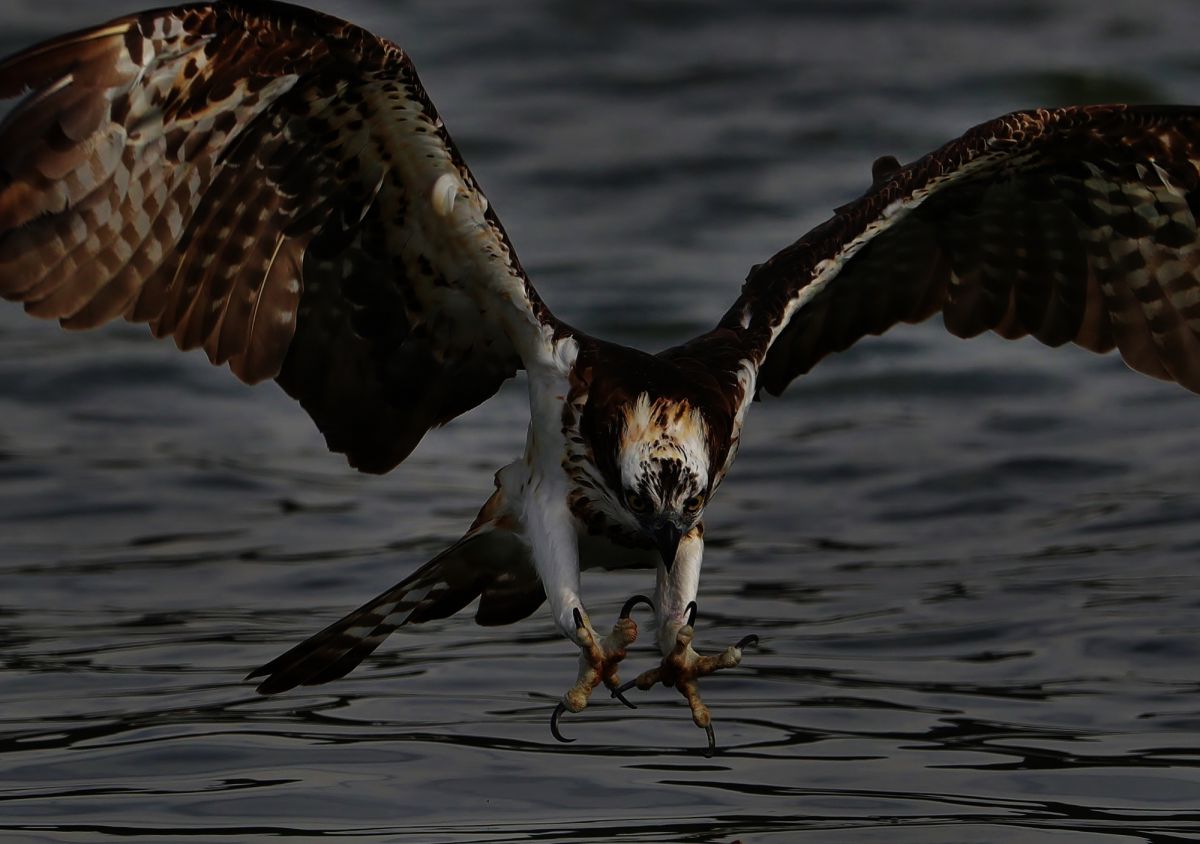 襲う 動物 鳥類 Ganref