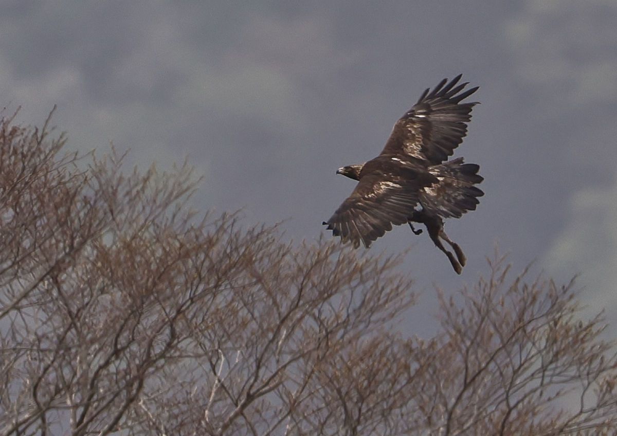 ☆お値下げ☆【稀少】マイセン  プラーク  イヌワシ ☆お値下げ☆【稀少】マイセン プラーク イヌワシ - メルカリ