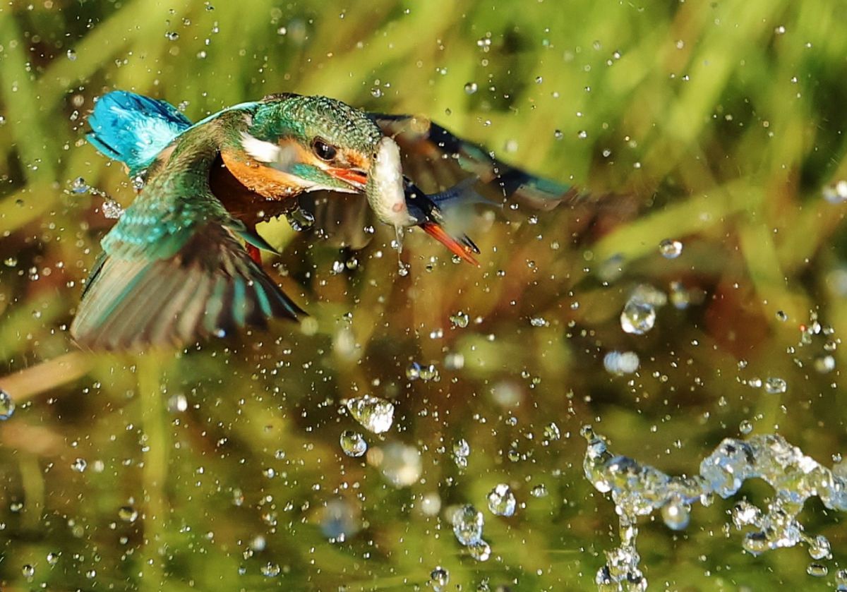 キャノン 1D　marklll 作例有 EOS-1D X Mark IIIで撮影された写真 | 写真検索 | GANREF