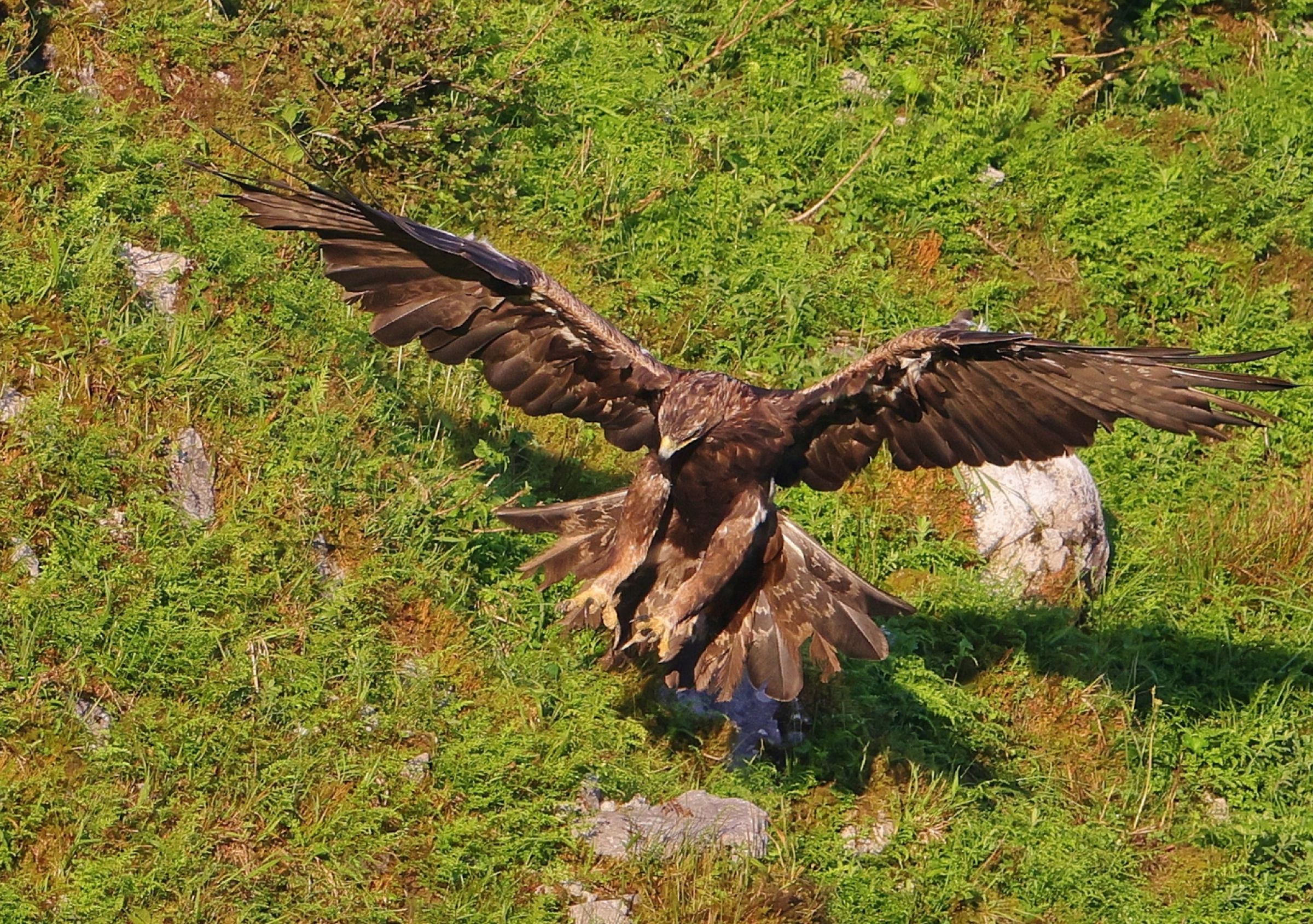 2023 イヌワシ 2 | GANREF