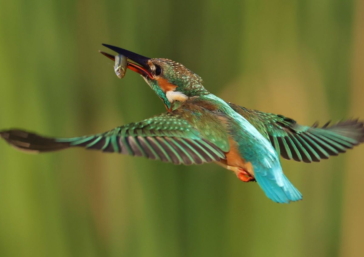 pirorin　断捨離中 EF600mm F4L IS Ⅱ USM EF600mm F4L IS II USMを購入しました！ : My Photo Life