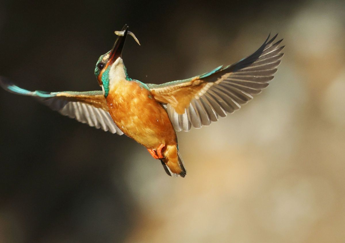 mみっちゃんさんの写真一覧 | GANREF