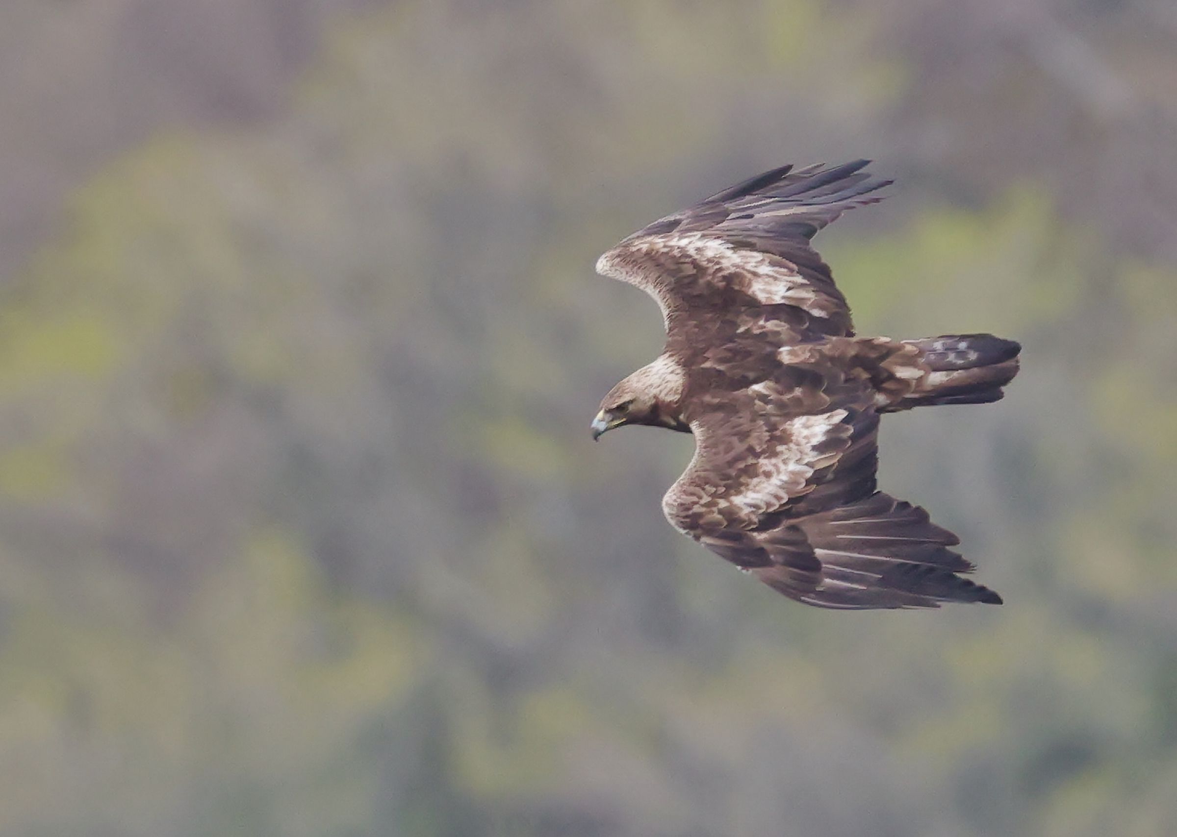 2025 イヌワシ | GANREF