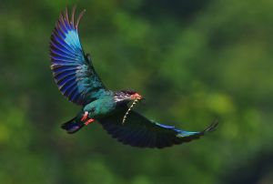 幸せの青い鳥 | GANREF