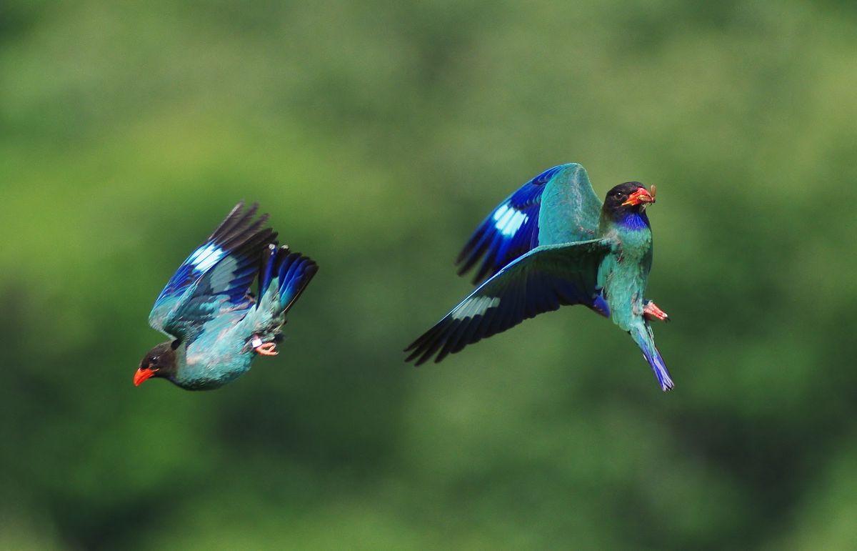 HD PENTAX-DA 560mmF5.6ED AWで撮影された写真 | 写真検索 | GANREF