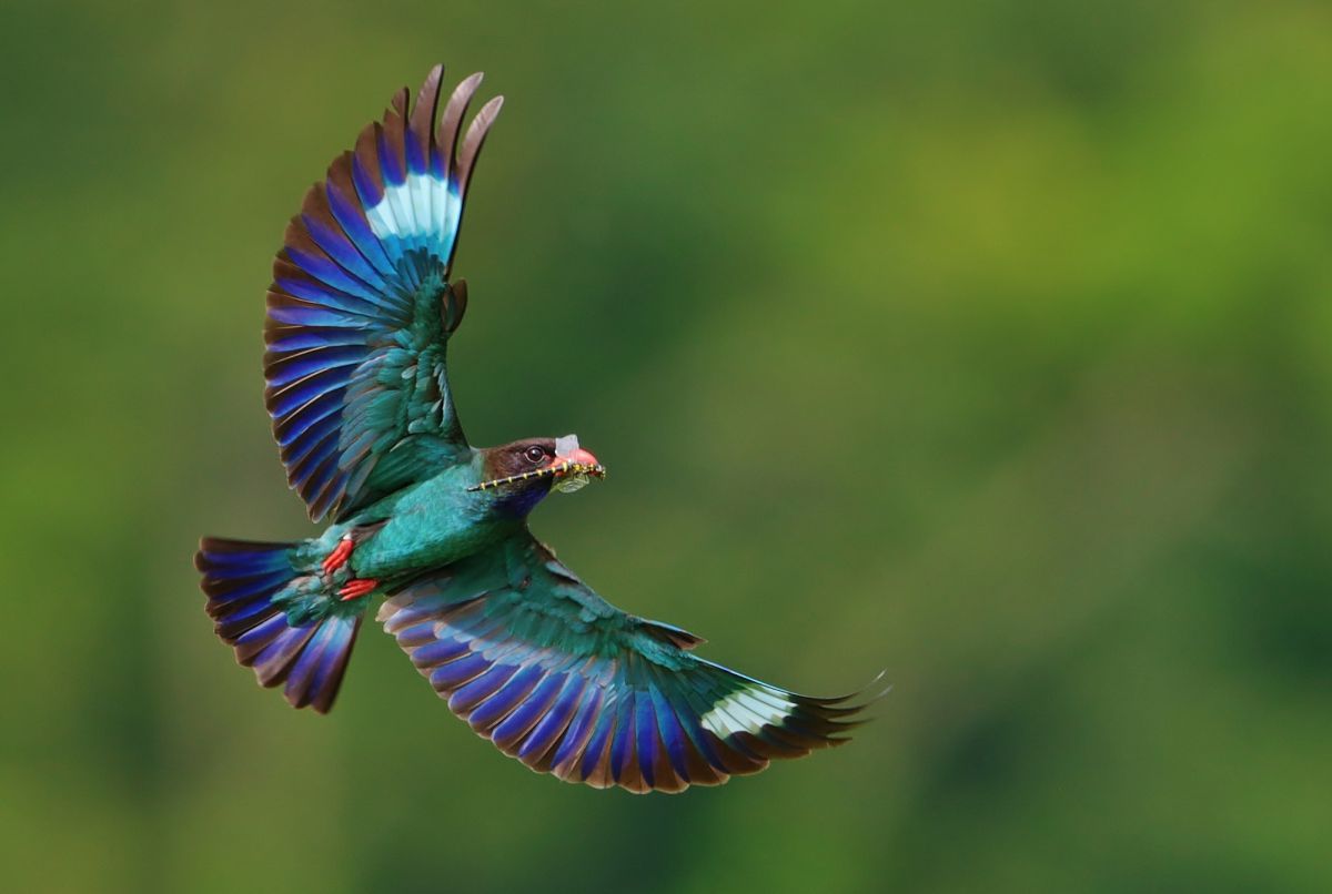 ６月２９日のブッポウソウ 動物 鳥類 Ganref