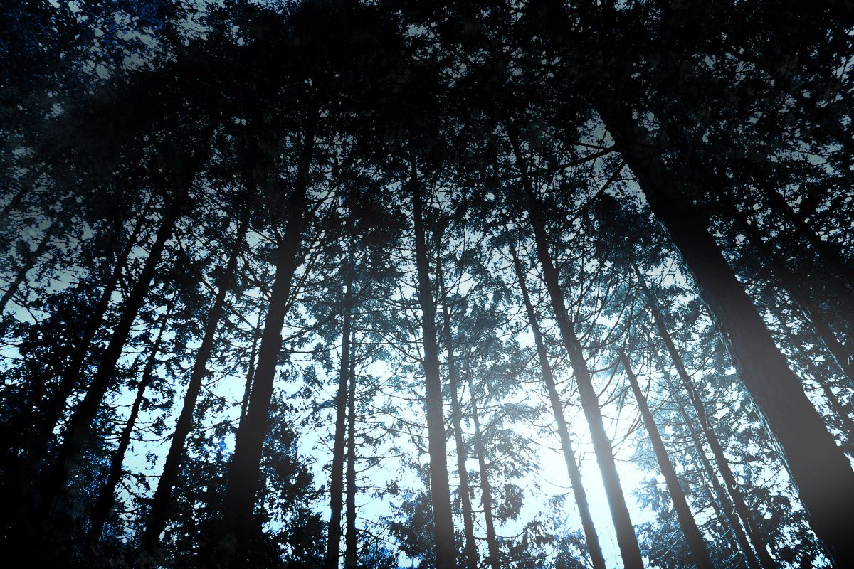 檜林 植物 樹木 Ganref