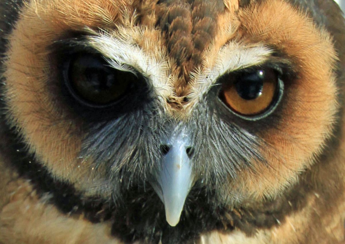 フクロウたちの眼力 めぢから くらべ 6 独眼竜フクロウ 動物 鳥類 Ganref