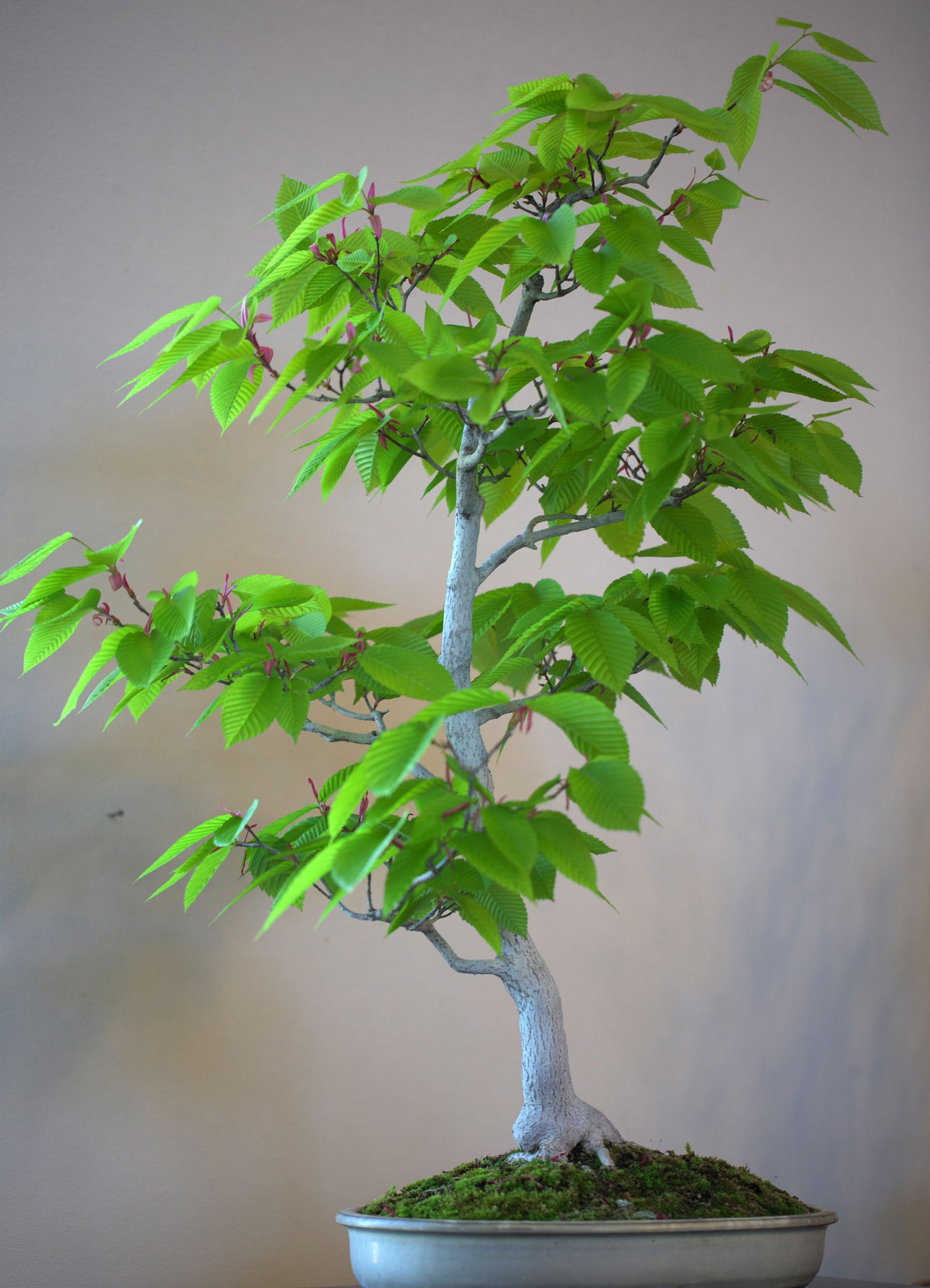 金四手（カナシデ）盆栽 S002 【公式通販】