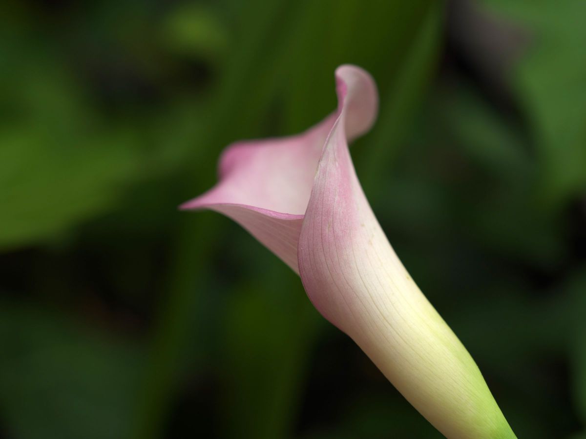 M.ZUIKO DIGITAL ED 60mm F2.8 Macroで撮影された写真 | 写真検索 | GANREF
