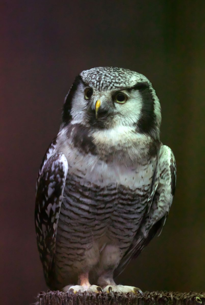 オナガフクロウ 動物 鳥類 Ganref