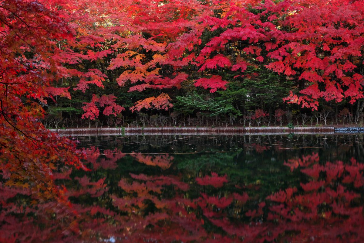 EOS 6D Mark IIで撮影された写真 | 写真検索 | GANREF