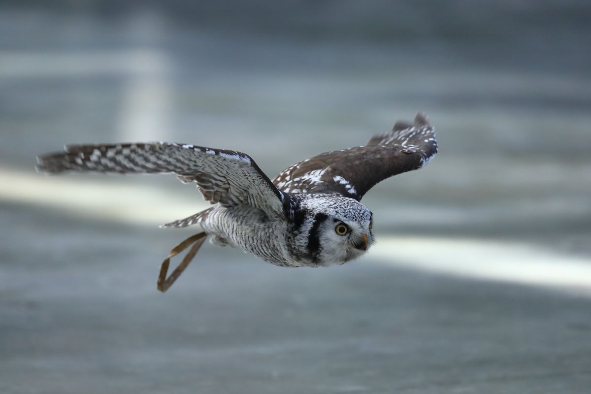 オナガフクロウの 動物 鳥類 Ganref