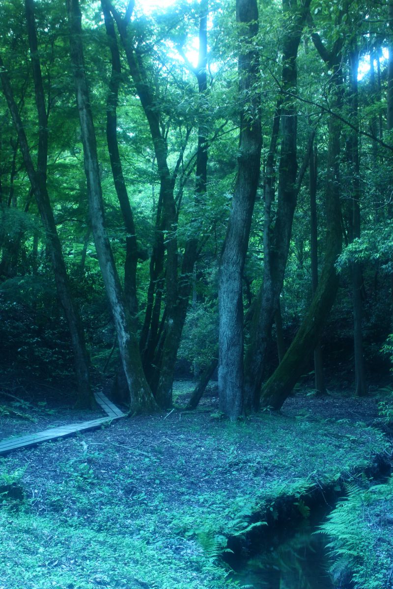 精霊のいる森 自然 風景 森林 Ganref