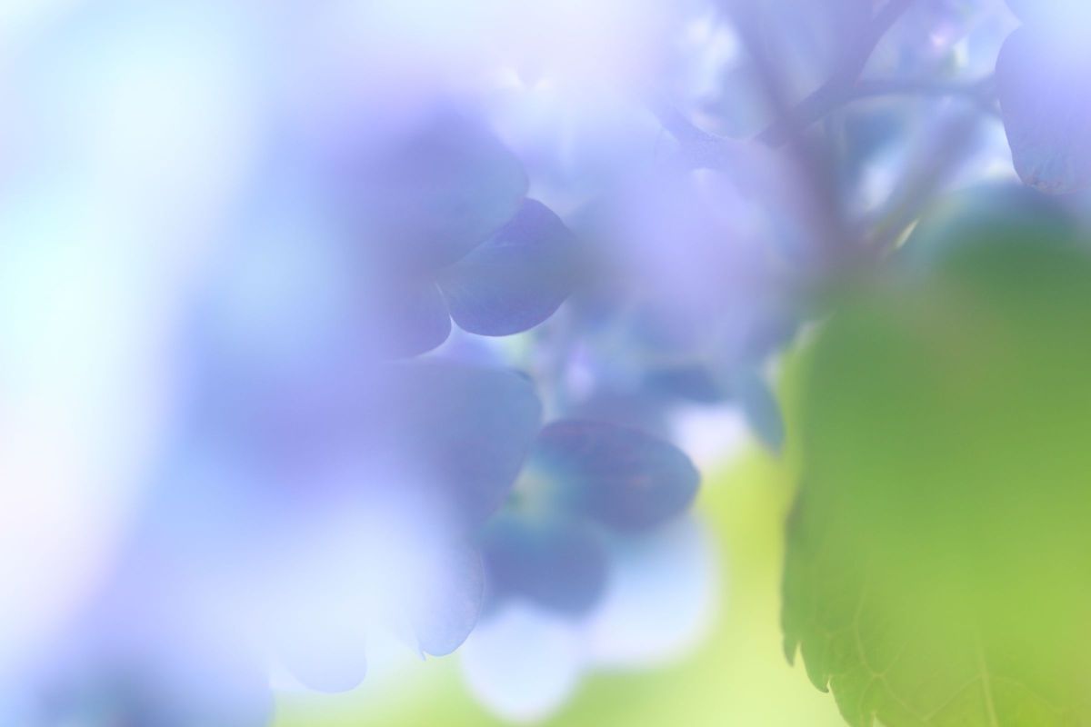 EF50mm F1.8 IIで撮影された写真 | 写真検索 | GANREF EF50mm F1.8 IIで撮影された写真 | 写真検索 | GANREF