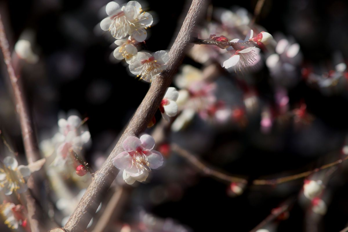 EF90-300mm F4.5-5.6 USMで撮影された写真 | 写真検索 | GANREF