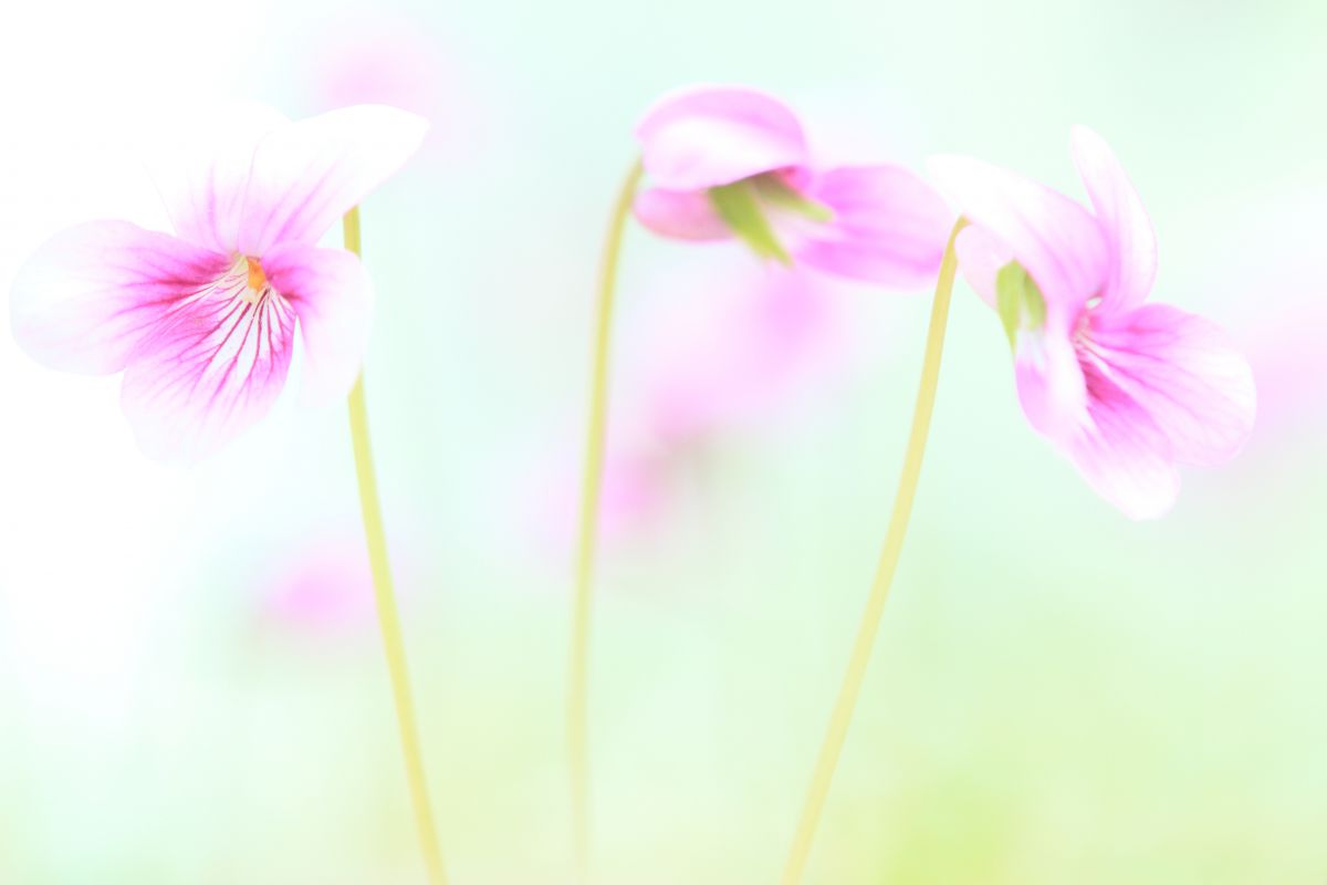 春のめざめ 植物 花 花びら Ganref