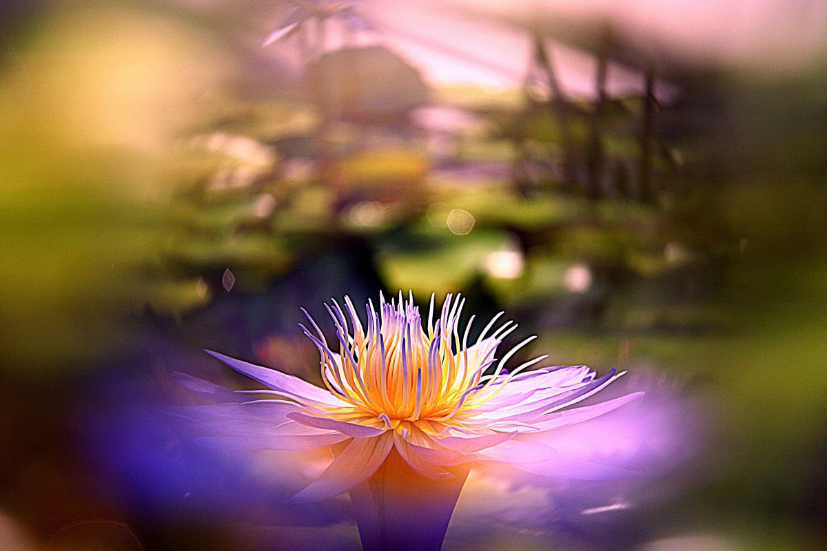 EF28-135mm F3.5-5.6 IS USMで撮影された写真 | 写真検索 | GANREF