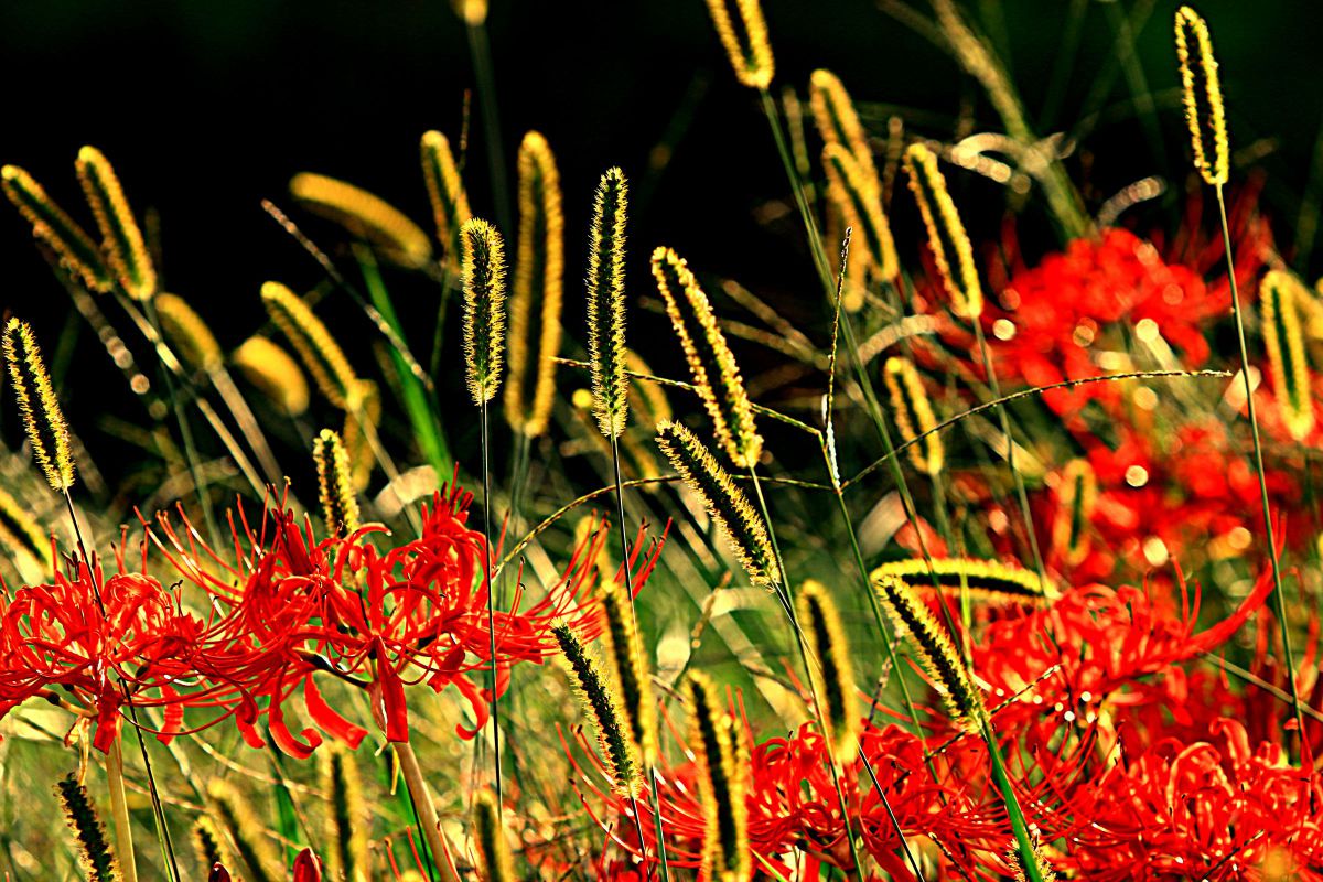 EOS 70Dで撮影された写真 | 写真検索 | GANREF