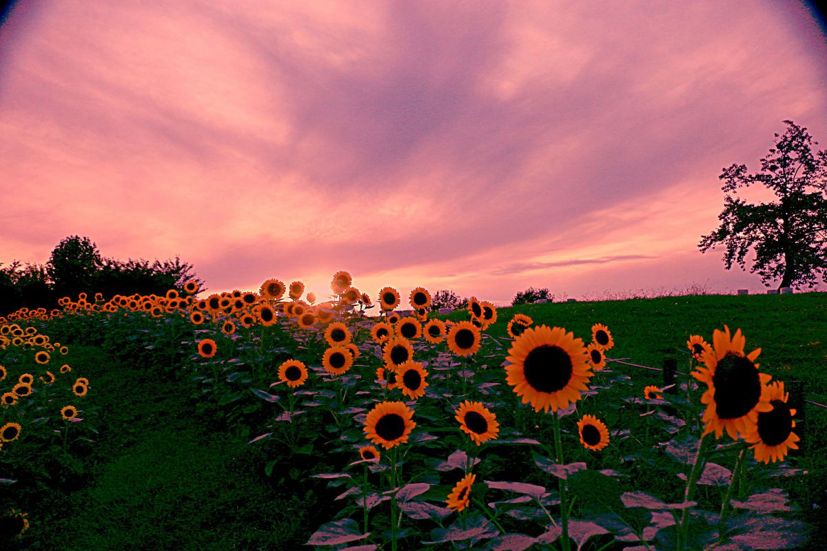 ❤Canon EOS 70D❤Wi-Fi接続❤ショット数3730回❤紅葉撮影に！ ❤Canon EOS 70D❤Wi-Fi接続❤ショット数3730回❤紅葉撮影