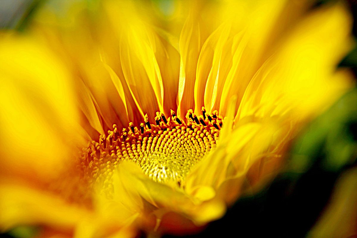 炎の輝き | GANREF