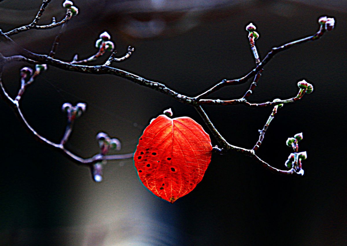 EOS 70Dで撮影された写真 | 写真検索 | GANREF