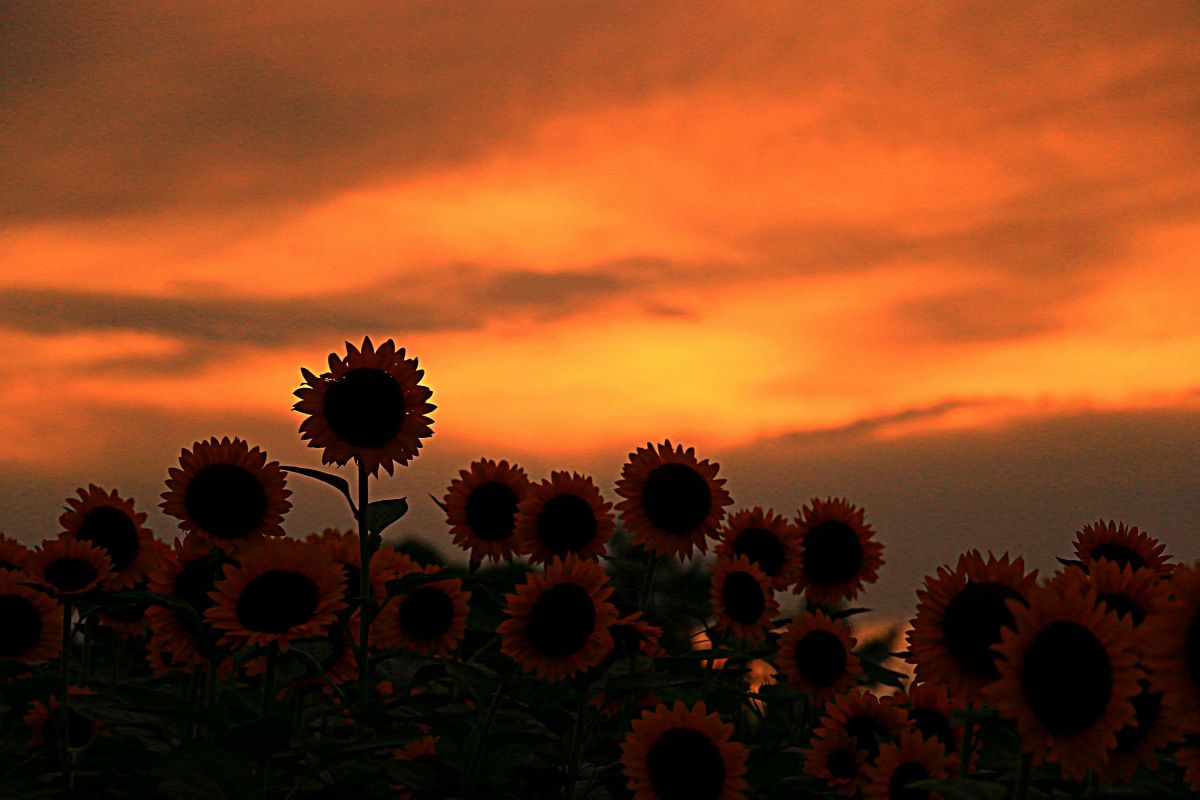 EOS 70Dで撮影された写真 | 写真検索 | GANREF