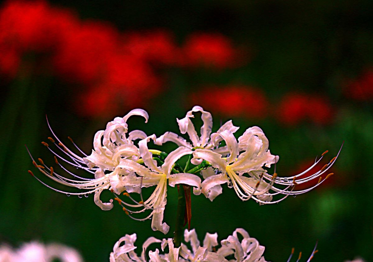 ❤Canon EOS 70D❤Wi-Fi接続❤ショット数3730回❤紅葉撮影に！ ❤Canon EOS 70D❤Wi-Fi接続❤ショット数3730回❤紅葉撮影