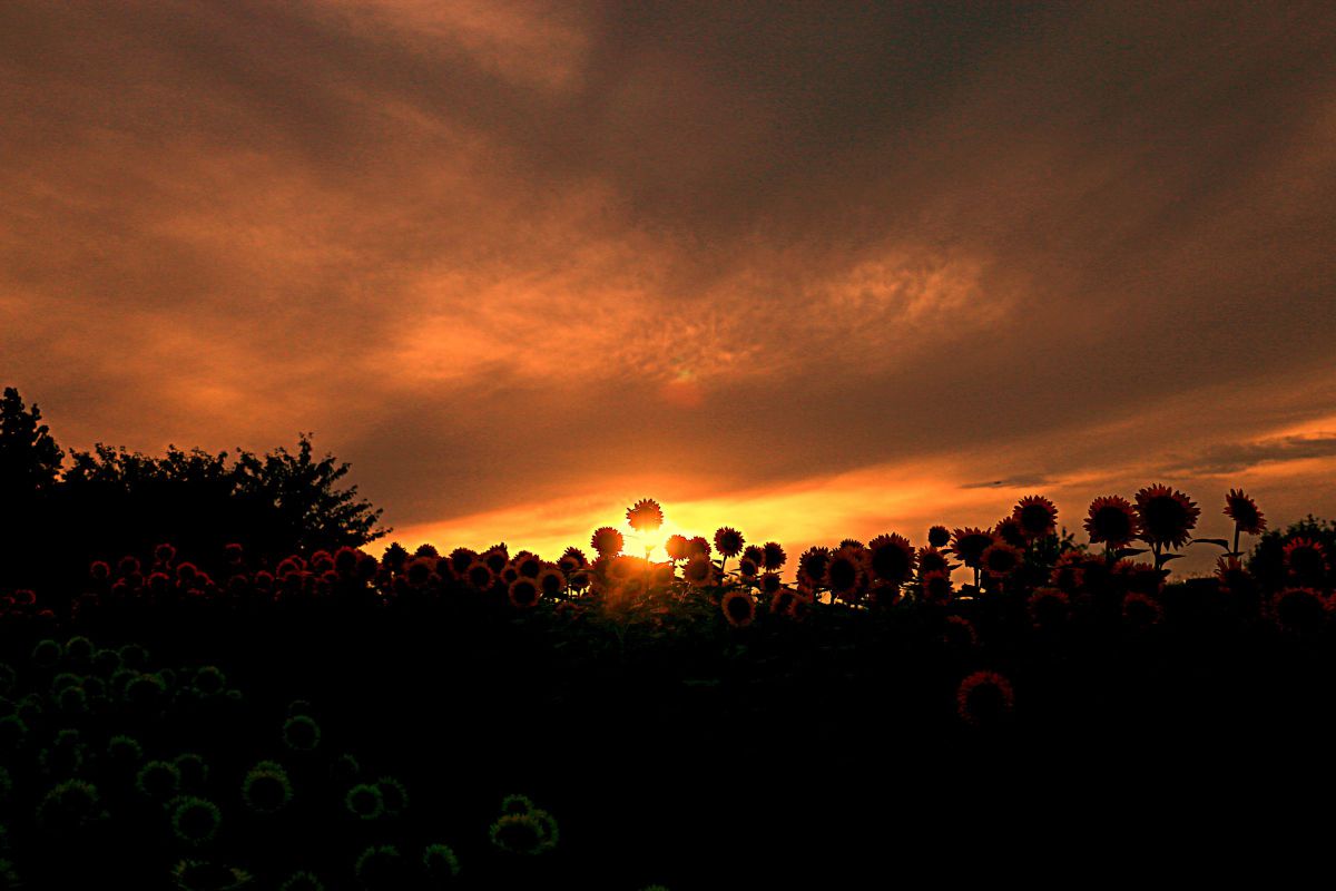 ❤Canon EOS 70D❤紅葉撮影に！❤Wi-Fi接続❤ショット数3730