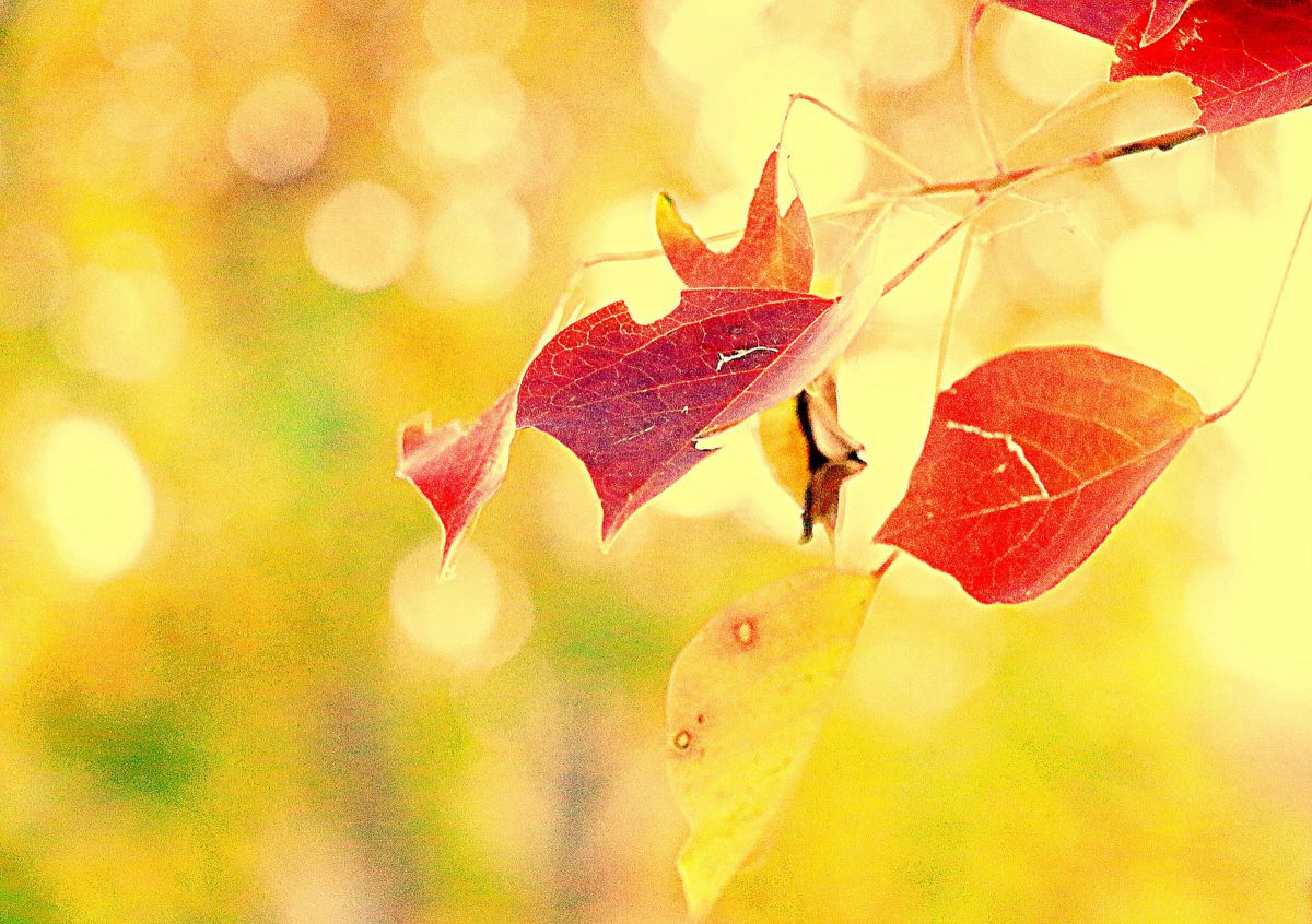 EOS 70Dで撮影された写真 | 写真検索 | GANREF