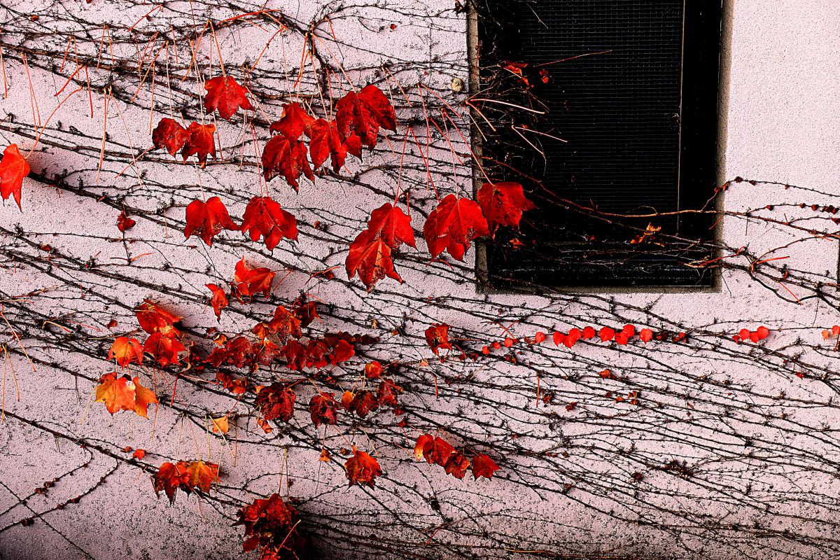 EOS 70Dで撮影された写真 | 写真検索 | GANREF